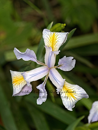 Iris douglasiana  DOUGLAS IRIS 9059265z