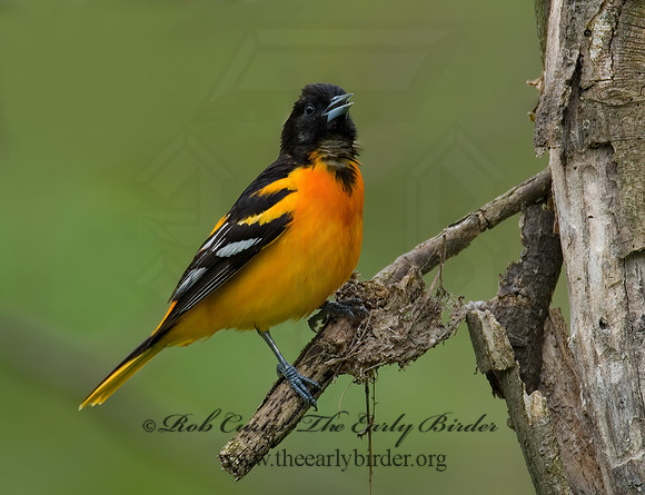 Icterus galbula  BALTIMORE ORIOLE  6004939z