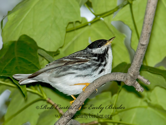 Setophaga striata  BLACKPOLL WARBLER 5007583z