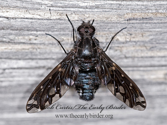 Xenox tigrinus  ANTHRACINI BEE FLY 6010912z
