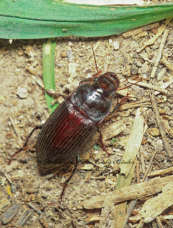 Harpalus (Megapangus) katiae 70915z