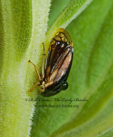 Acutalis brunnea 5011738z