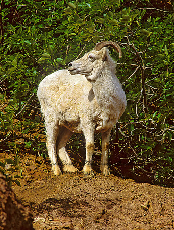 Ovis dalli  DALL SHEEP 235523z
