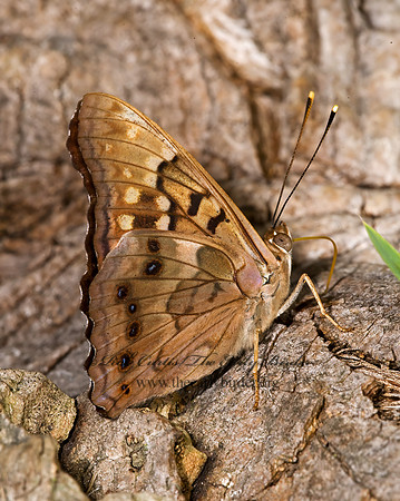 Asterocampa clyton  TAWNY EMPEROR 8005916z