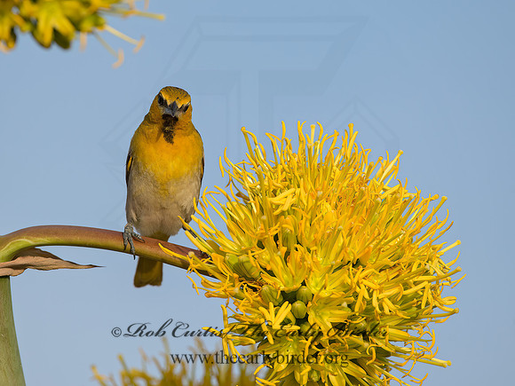 Icterus cucullatus  HOODED ORIOLE 9056618z