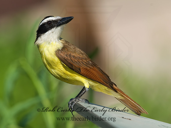 Pitangus sulphuratus  GREAT KISKADEE 7005695z