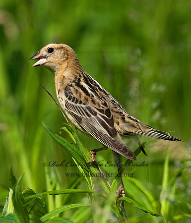 Dolichonyx oryzivorus  BOBOLINK 3008451z