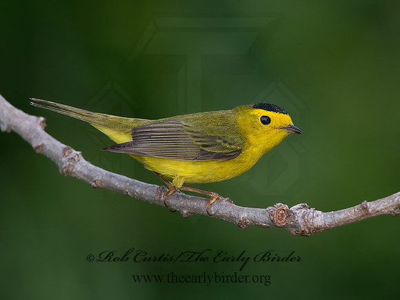 Cardellina pusilla  WILSON'S WARBLER 9038987z