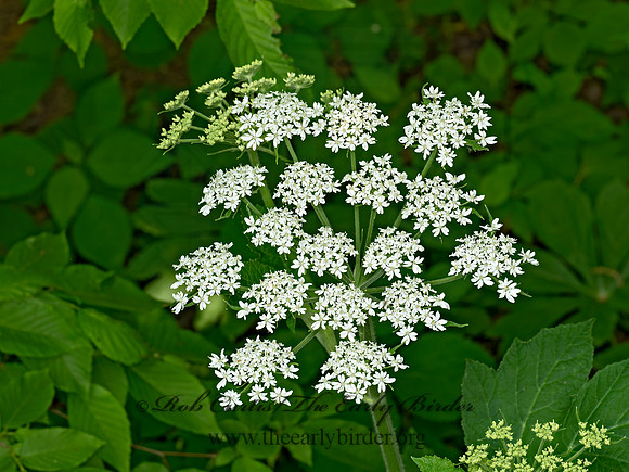 Heracleum maximum COW PARSNIP 9077701z