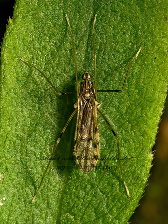 Erioptera parva~  LIMONIID CRANE FLY 9080212z