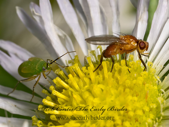 Aldrichiomyza agromyzina  FREELOADER FLY 9080109z