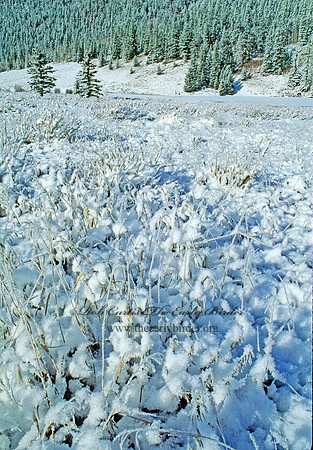 Beaver Creek Camp 103126z