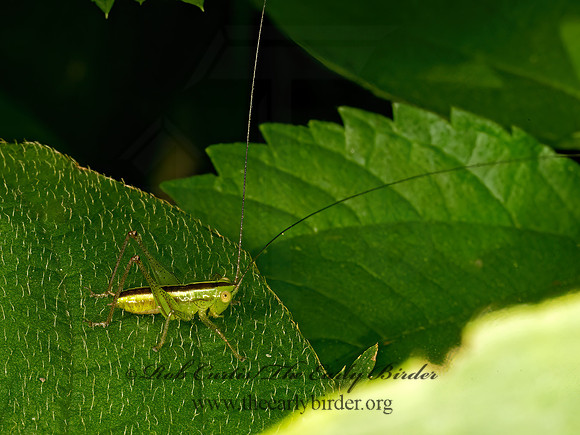 Conocephalini  MEADOW KATYDID 9069143z