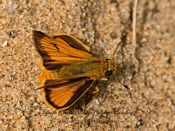 Thymelicus lineola  EUROPEAN SKIPPER 9047781z