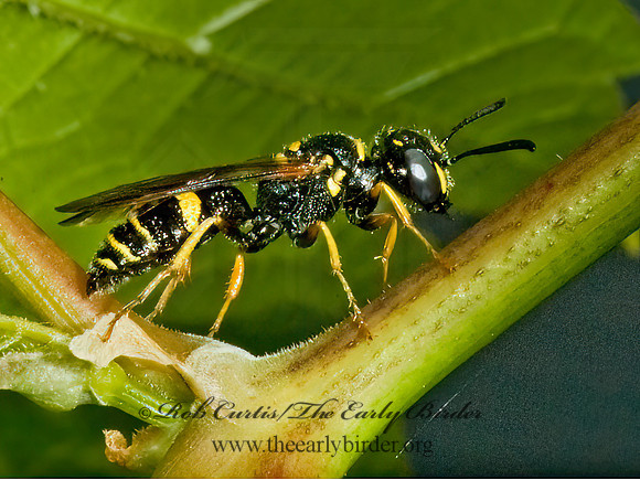 Philanthus gibbosus  BEEWOLF WASP 5009940z
