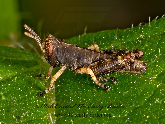 Melanoplus  SPUR-THROATED GRASSHOPPER 9078416z