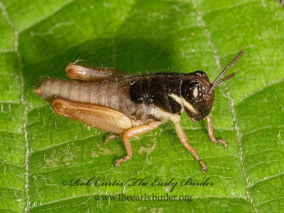 Melanoplus  SPUR-THROATED GRASSHOPPER 9079838z
