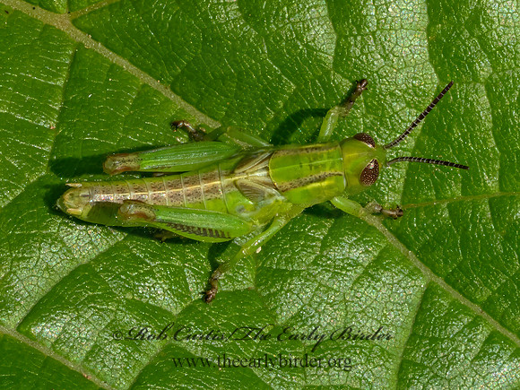 Melanoplus  SPUR-THROATED GRASSHOPPER 9079656z