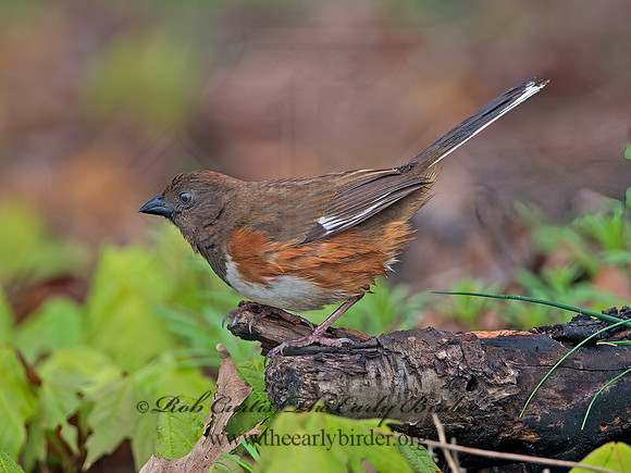 Pipilo erythrophthalmus  EASTERN TOWHEE 9029018z
