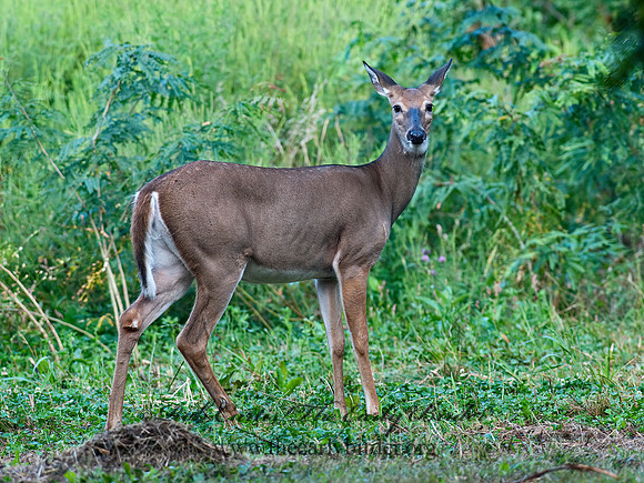 Odocoileus virginianus  WHITE-TAILED DEER  8023236z