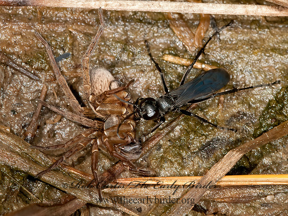 Anoplius imbellis  POMPILINAE SPIDER WASP 3013782z