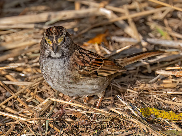 Zonotrichia albicollis WHITE-THROATED SPARROW 9091089z