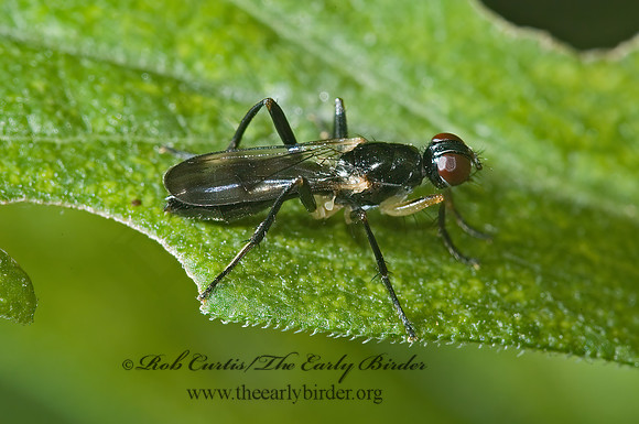 Cordilura varipes  DUNG FLY 5002447z