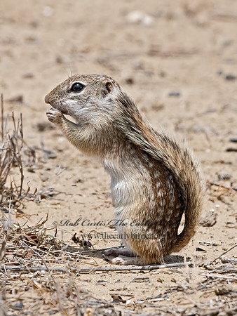 Ictidomys parvidens  RIO GRANDE GROUND SQUIRREL 3033494z