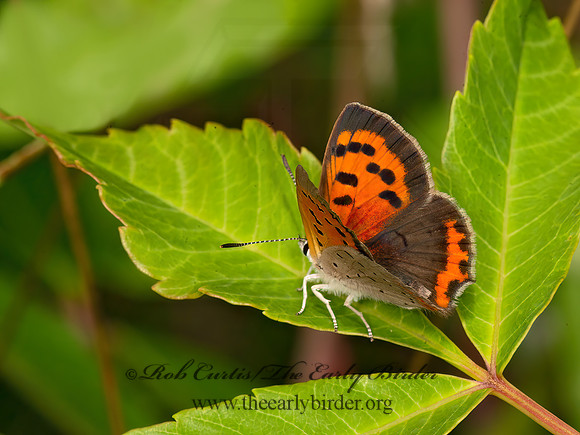 Lycaena phlaeas  AMERICAN COPPER 9047209z