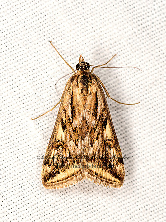 Loxostege cereralis  ALFALFA WEBWORM 3023678z