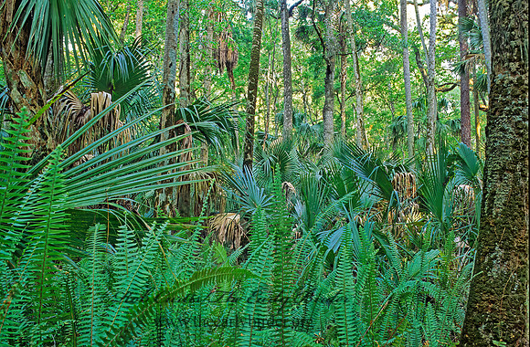 Highland Hammocks SP 261303z