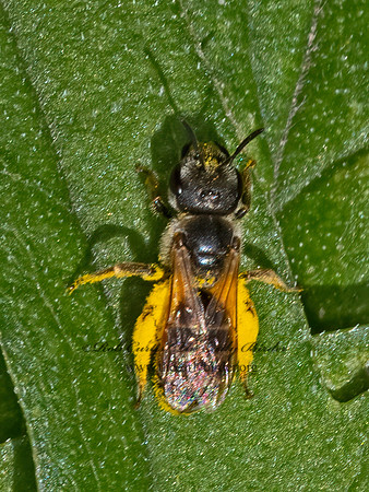 Halictus ligatus  LIGATED FURROW BEE 9063761 z