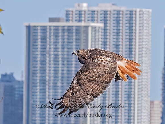 Buteo Jamaicensis RED-TAILED HAWK 9090957z