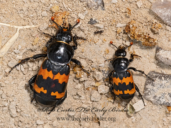 Nicrophorus marginatus   SEXTON BEETLE 3023693z