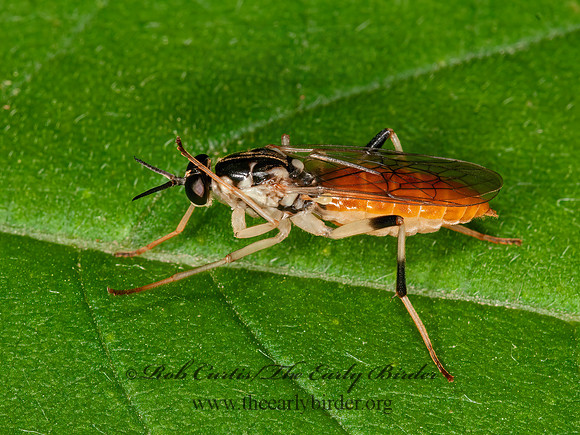 Xylomya tenthredinoides  XYLOMYID FLY 3015393z