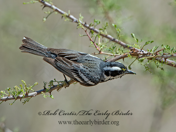 Setophaga nigrescens  BLACK-THROATED GRAY WARBLER 9056459z