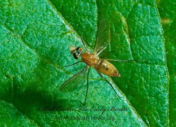 Neurigona  LONGLEGGED FLY 4002248z