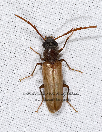 Trimitomerus riversi 6025168z