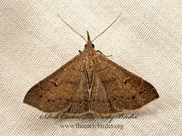Renia adspergillus  SPECKLED RENIA MOTH 9052143z