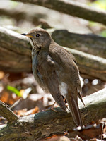 Catharus minimus  GRAY-CHEEKED THRUSH 9022065z