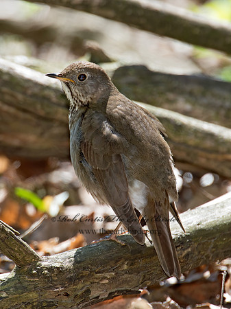 Catharus minimus  GRAY-CHEEKED THRUSH 9022065z