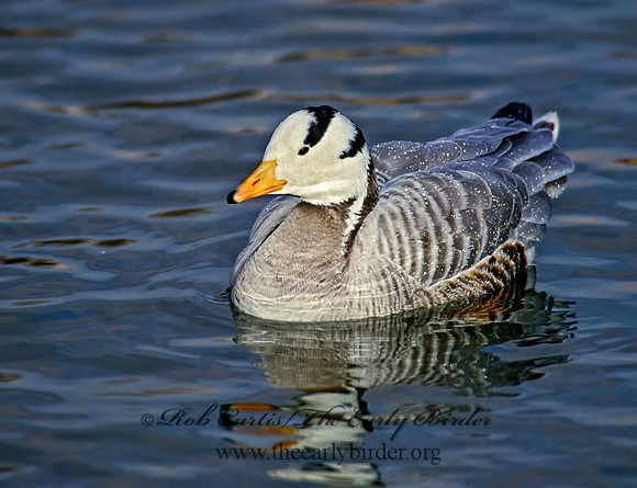 Anser indicus  BAR-HEADED GOOSE 119012+