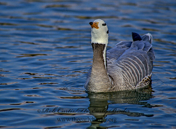 Anser indicus  BAR-HEADED GOOSE 119004+