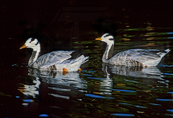 Anser indicus  BAR-HEADED GOOSE 293929+