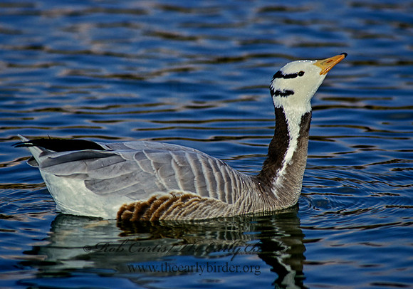 Anser indicus  BAR-HEADED GOOSE 119003+-