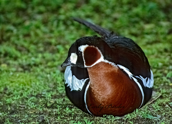 Branta ruficollis  RED-BREASTED GOOSE 282417+