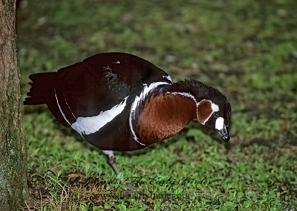 Branta ruficollis  RED-BREASTED GOOSE 282334+