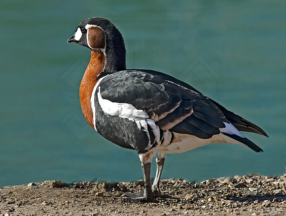 Branta ruficollis  RED-BREASTED GOOSE 6018400+