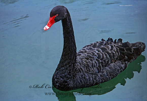 Cygnus atratus  BLACK SWAN 279510+