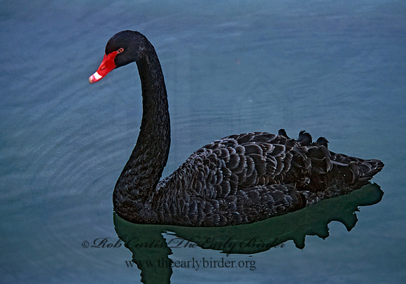 Cygnus atratus  BLACK SWAN 279509+